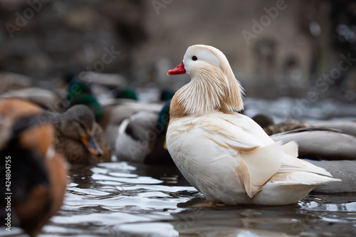 Foto Male white mandarin duck albino standing in water among other ducks