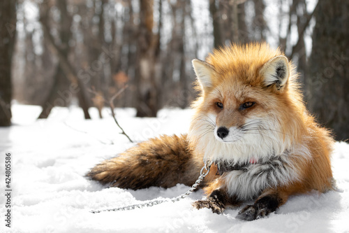 The red fox lies on the snow in the forest in a collar and on a chain. Animal abuse and domestication. Predator on a leash in a natural habitat. Domesticated wild animal. Exotic pet. © K64End