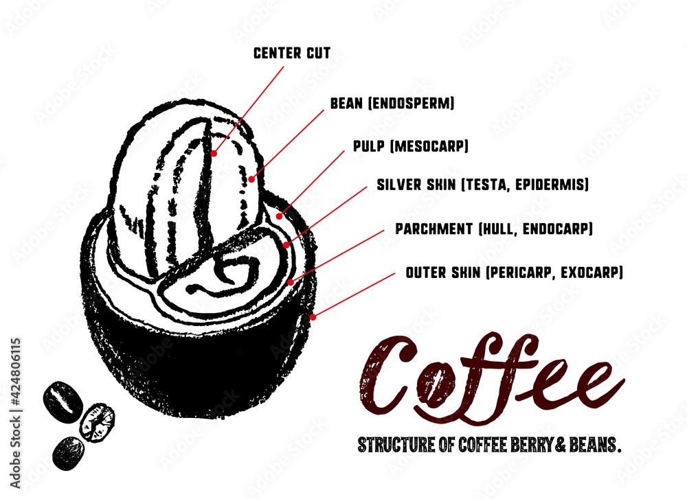 コーヒーチェリーとコーヒー豆の構造イラスト 中身の説明イラスト Stock Vector Adobe Stock