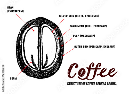 コーヒーチェリーとコーヒー豆の構造イラスト。中身の説明イラスト。