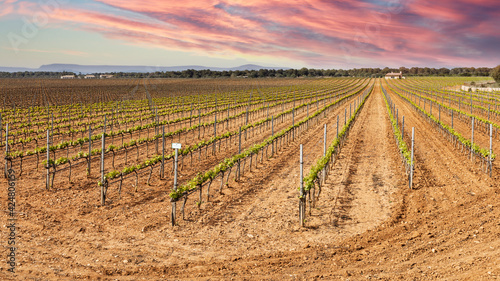 Mediterranean grape field