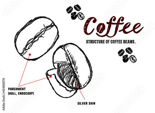 コーヒー豆の構造の説明イラスト。パーチメントとシルバースキンの図解。