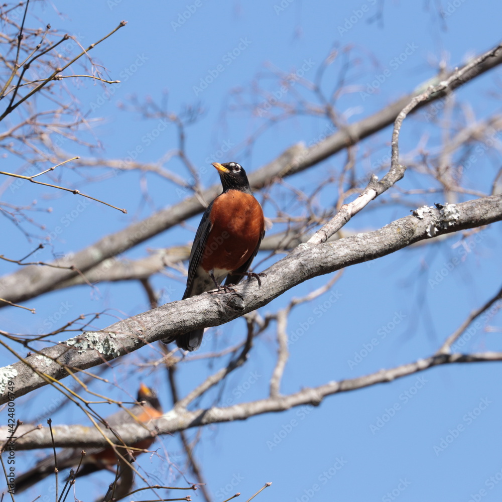 american robin (turdus migratorius) perched on maple tree branch in spring american robin (turdus migratorius) perched on maple tree branch in spring