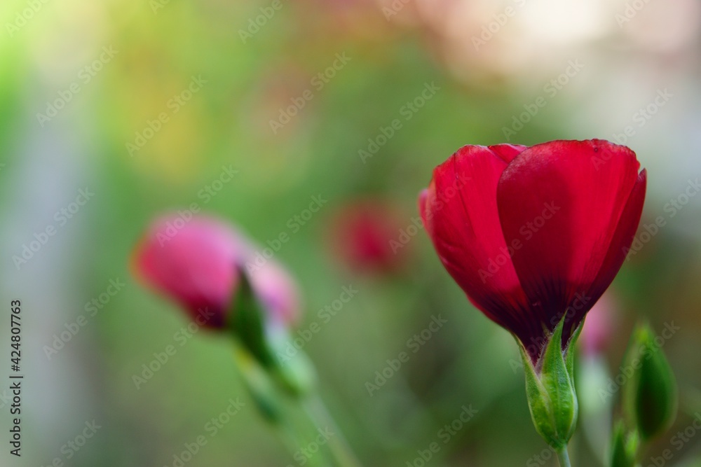 red tulip in spring in the garden decorating the Nature red tulip in spring in the garden decorating the Nature