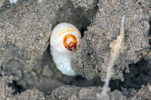 Larva of Sugarbeet weevil (Asproparthenis punctiventris formerly Bothynoderes punctiventris). It is an important pest of beet crops. photo