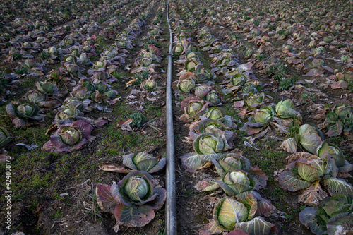 Wallpaper Mural heads of old cabbage in the spring Torontodigital.ca