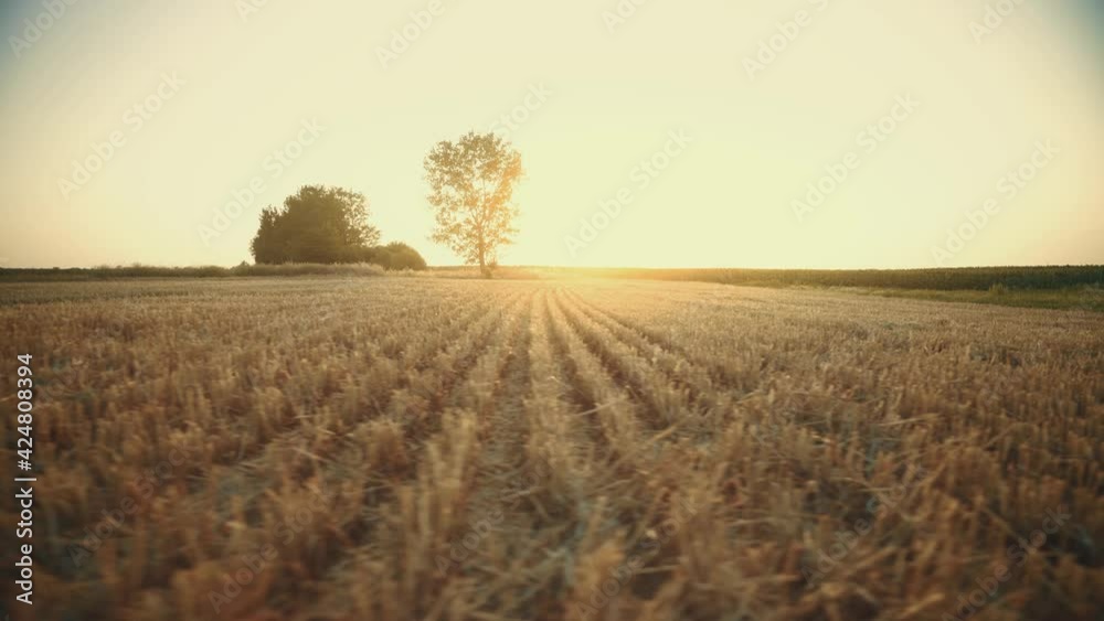 Mown field. Agriculture. Land after harvesting wheat. Summer sunset over a stubble field. Agricultural landscape. A bountiful harvest. Fertile land. Golden field in the rays of the rising sun.	
