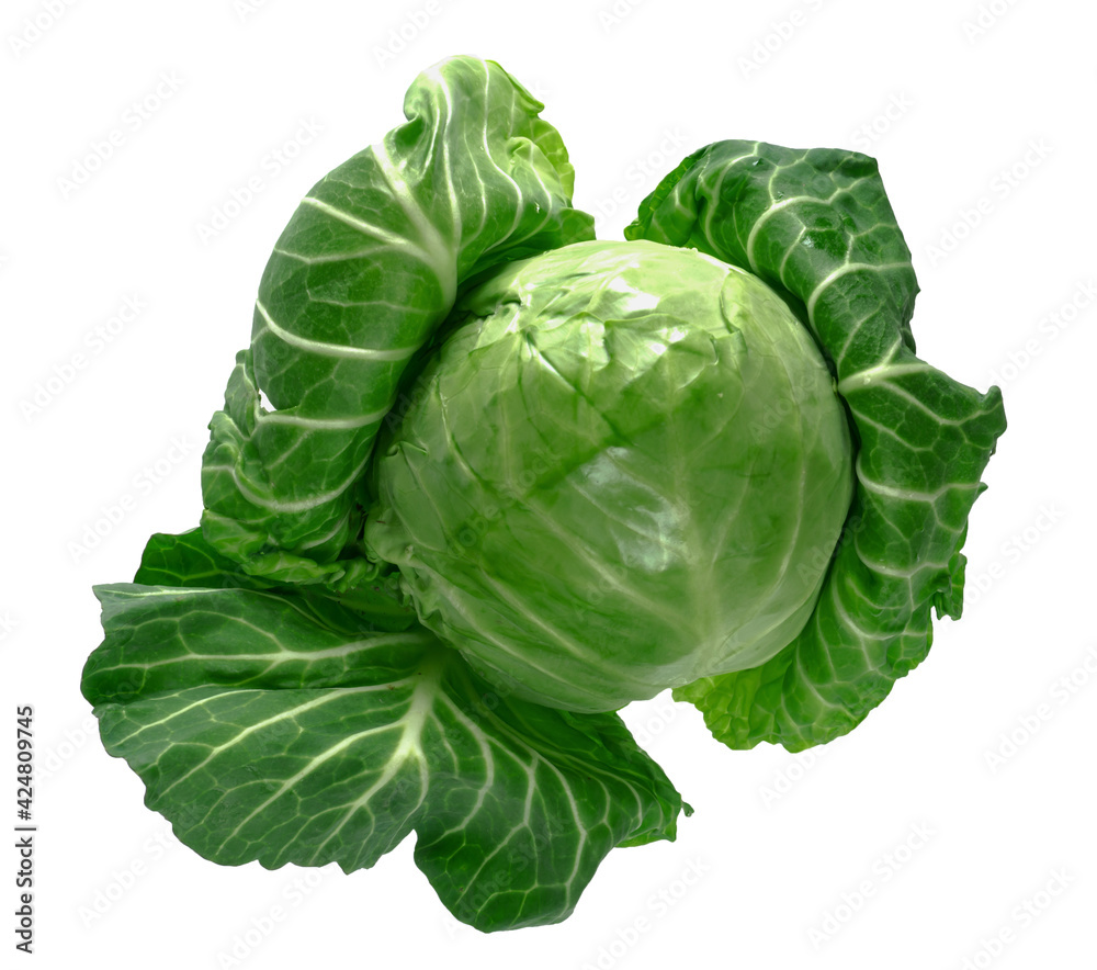 Obraz premium Head of green young fresh cabbage with fluffed leaves, on a white background in insulated