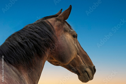 Head of a horse on a blue sky background © Dominique