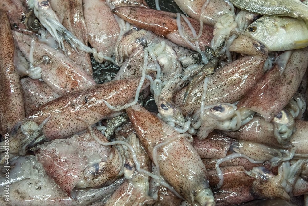 Fresh squids. Seafood market. Horizontal top view Fresh squids. Seafood market. Horizontal top view
