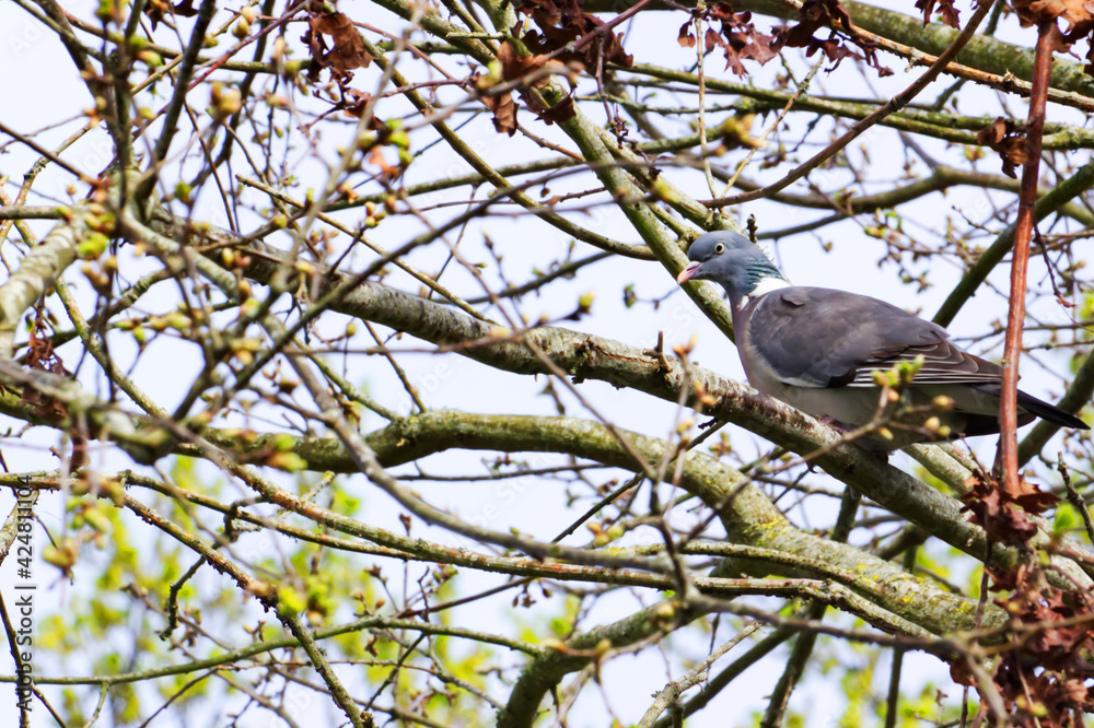 Pigeon sauvage perché dans un arbre qui attend le retoru de sa femelle Pigeon sauvage perché dans un arbre qui attend le retoru de sa femelle