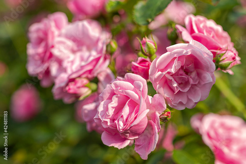 Pink rosebuds in the sunlight in the garden in the afternoon outdoors