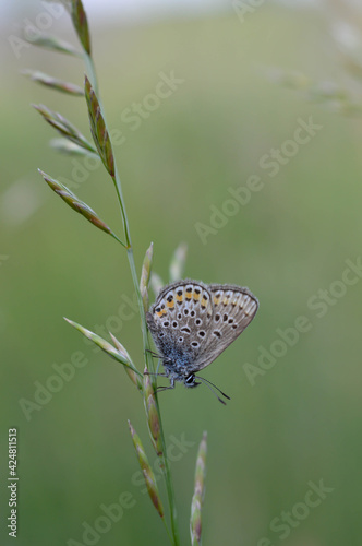 Small blue and grey butterfly in nature close up photo
