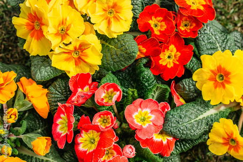 Multicolor Garden Primula Flowers top view. Primrose Primula Vulgaris blossom. Plants in spring garden. Blooming colorful flowers.Happy Easter floral card.Mothers Day concept.Beautiful gift for woman.