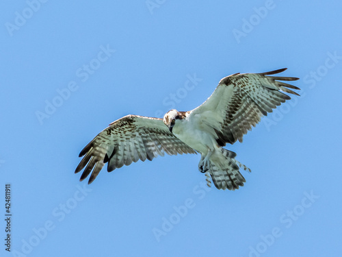 Osprey flying overhead in a clear blue sky in Southwest Florida USA