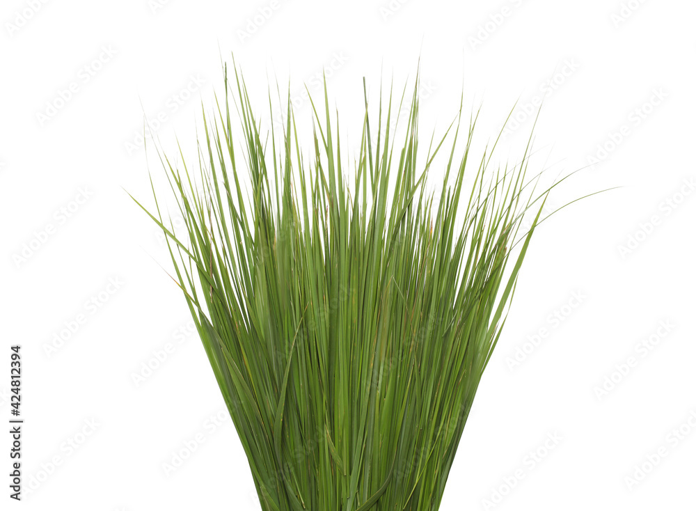 Close up green long grass isolated on a white background Close up green long grass isolated on a white background