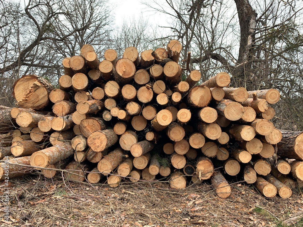 A pile of firewood in the forest. Sawed trees lie on a heap. Round logs, lumber. Material for fire and heating.