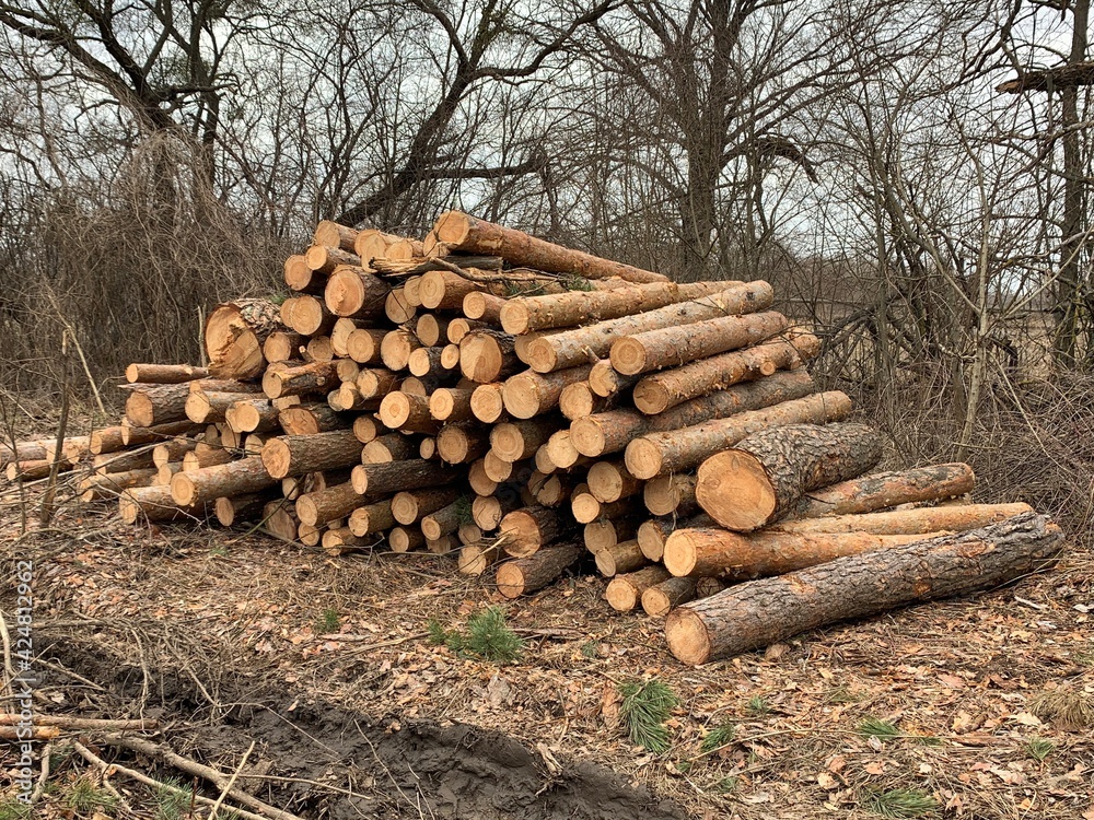 A pile of firewood in the forest. Sawed trees lie on a heap. Round logs, lumber. Material for fire and heating. A pile of firewood in the forest. Sawed trees lie on a heap. Round logs, lumber. Material for fire and heating.