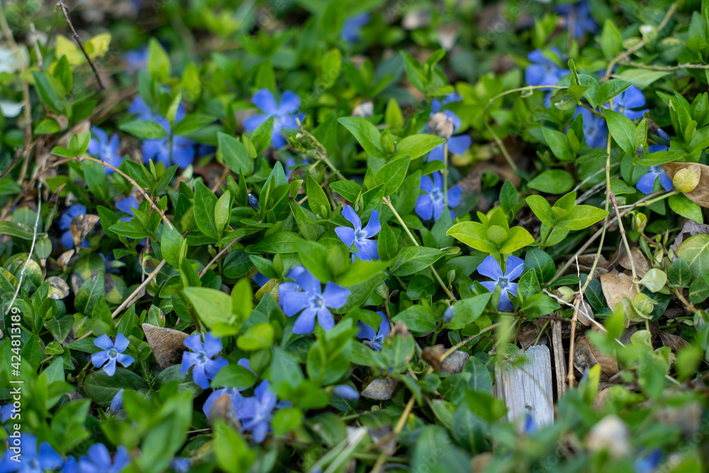 spring flowers - periwinkle in early spring spring flowers - periwinkle in early spring