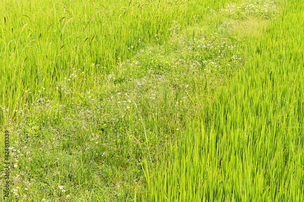 Green rice fields and weeds with white flowers in the fields Green rice fields and weeds with white flowers in the fields