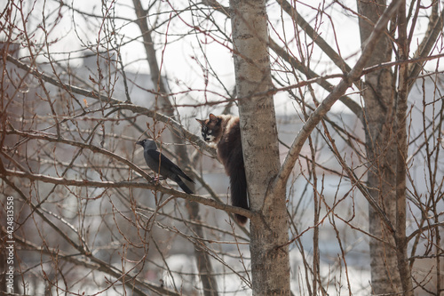 The cat and the bird on the tree.