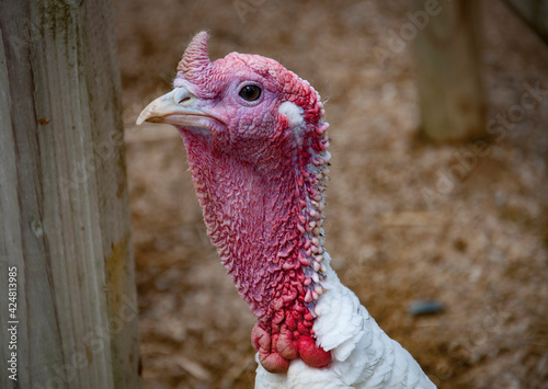 A closeup of a turkey.