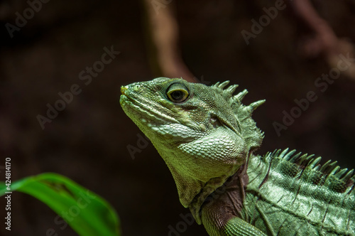 Closeup of a Chinese water dragon