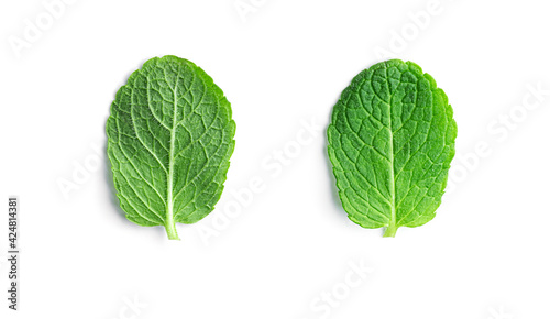 Fresh  green mint leaves on a white background.