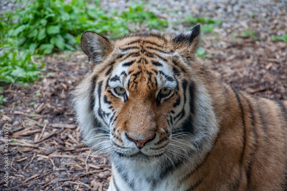 An Amur Tiger looking at camera. An Amur Tiger looking at camera.