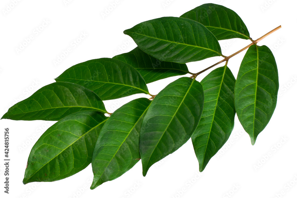 Laurel leaves isolated on white background. Laurel leaves isolated on white background.