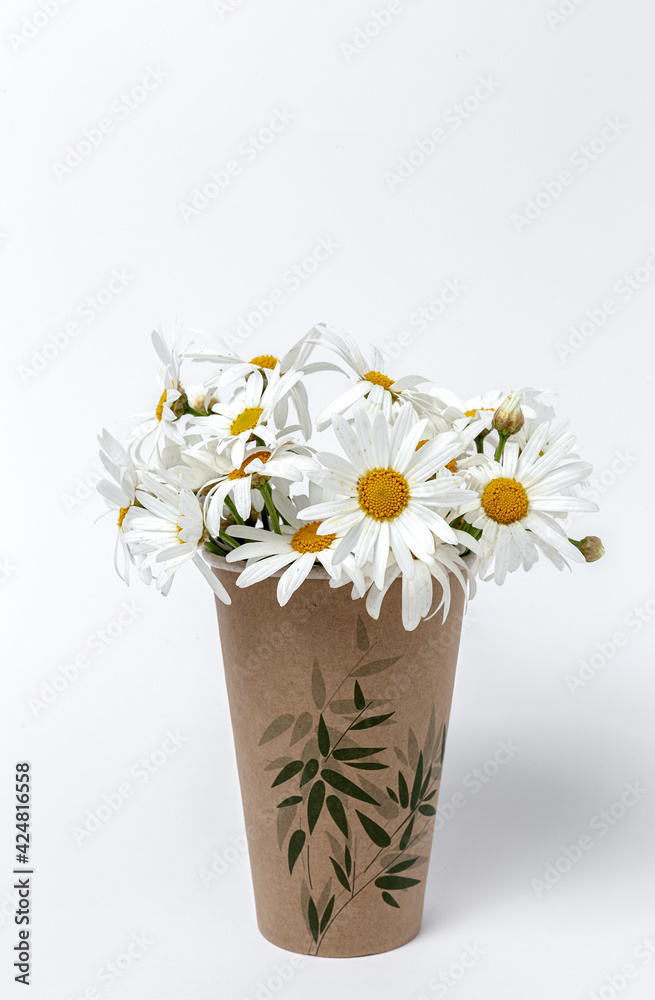 Fresh daisy flowers on colorful backgrounds