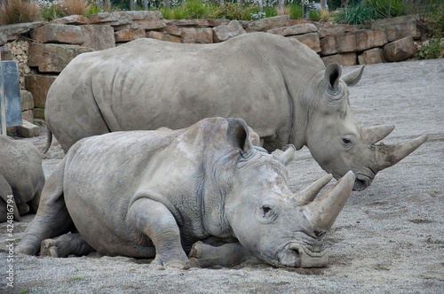 A group of Southern White Rhinoceros resting together.