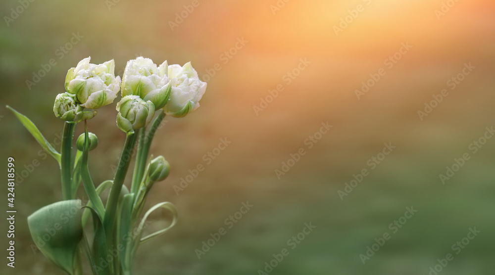 field of blooming tulips, spring background field of blooming tulips, spring background