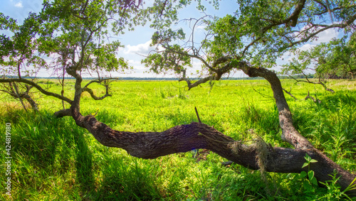 Live Oak tree overhanging green field  in Myakka River State Park in Sarasota Florida USA