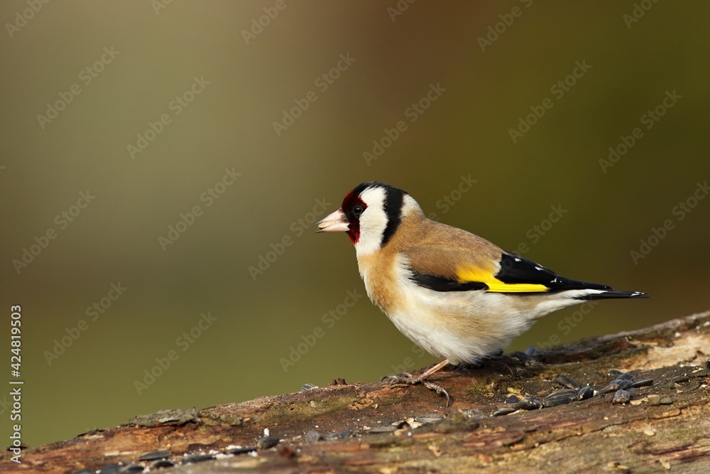 Obraz premium The European goldfinch or simply the goldfinch (Carduelis carduelis) sitting on the old branch.