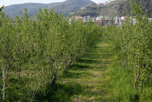 ALBERI DI NOCCIOLE,GIFFONI VALLE PIANA,1 APRILE 2021.