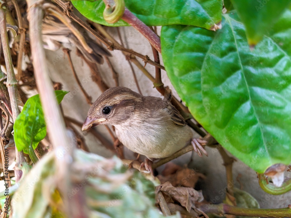 Sparrow on a branch