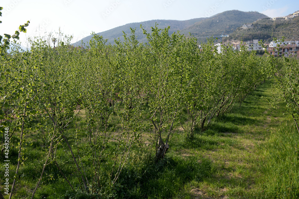 ALBERI DI NOCCIOLE,GIFFONI VALLE PIANA,1 APRILE 2021. ALBERI DI NOCCIOLE,GIFFONI VALLE PIANA,1 APRILE 2021.