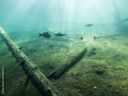 Underwater view of sunken trees and fish in forest lake