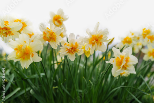 Double headed white and yellow gold daffodils. The flowers are against a white sky.