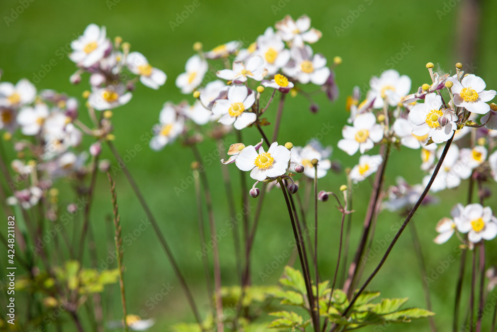 Small young white flowers in a bright tender daylight Small young white flowers in a bright tender daylight