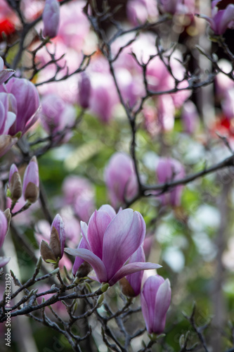 Beautiful flowering tree with pink magnolia flowers. Spring blooming background