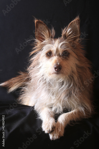Cute brown dog portrait on black background