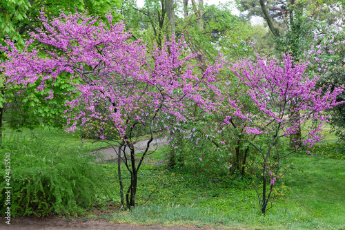 Flowering trees and green plants in the gardens of the Del Capricho park in Madrid. Parks and gardens of Madrid.