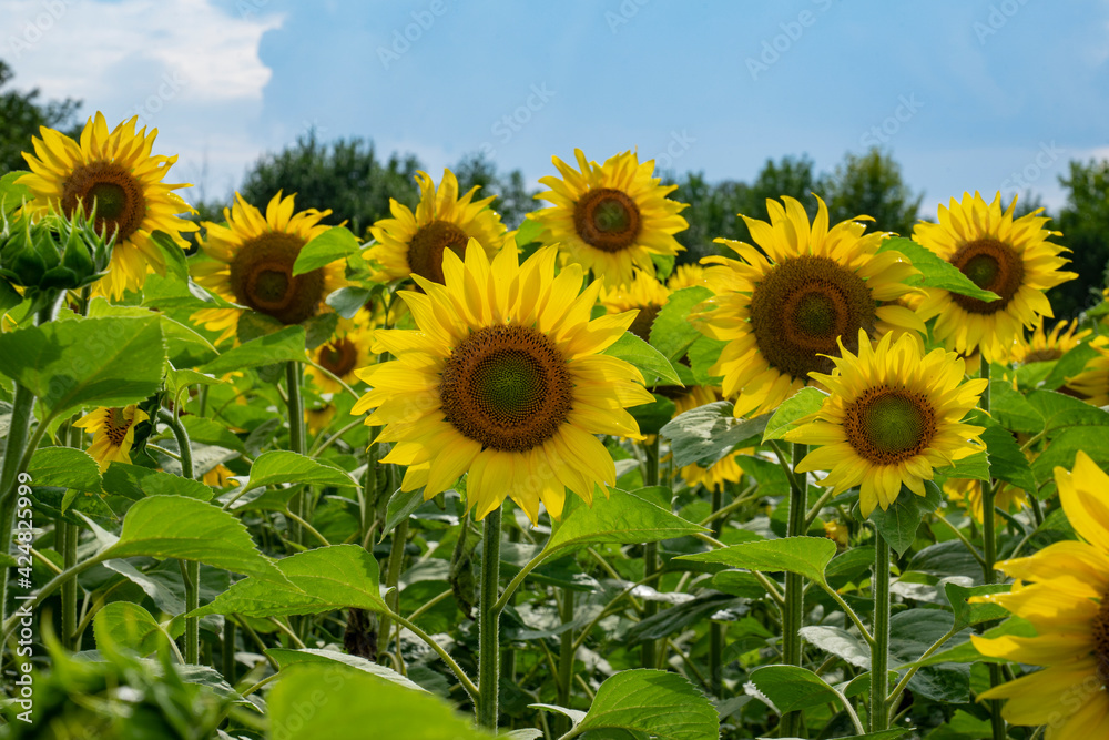 Obraz premium Beautiful and large sunflowers on a sunny day on the field.