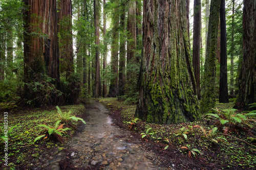Redwood Forest Landscape in Beautiful Northern California