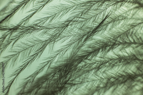 Closeup of the down feather of a bird. The bird's feather is close, fluff like seaweed or fairy trees, an abstraction of tenderness and lightness photo