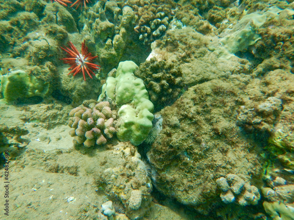 Snorkeling under water shot of coral reef photo with red sea urchin. 
