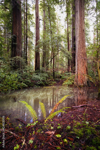 Redwood Forest Landscape in Beautiful Northern California