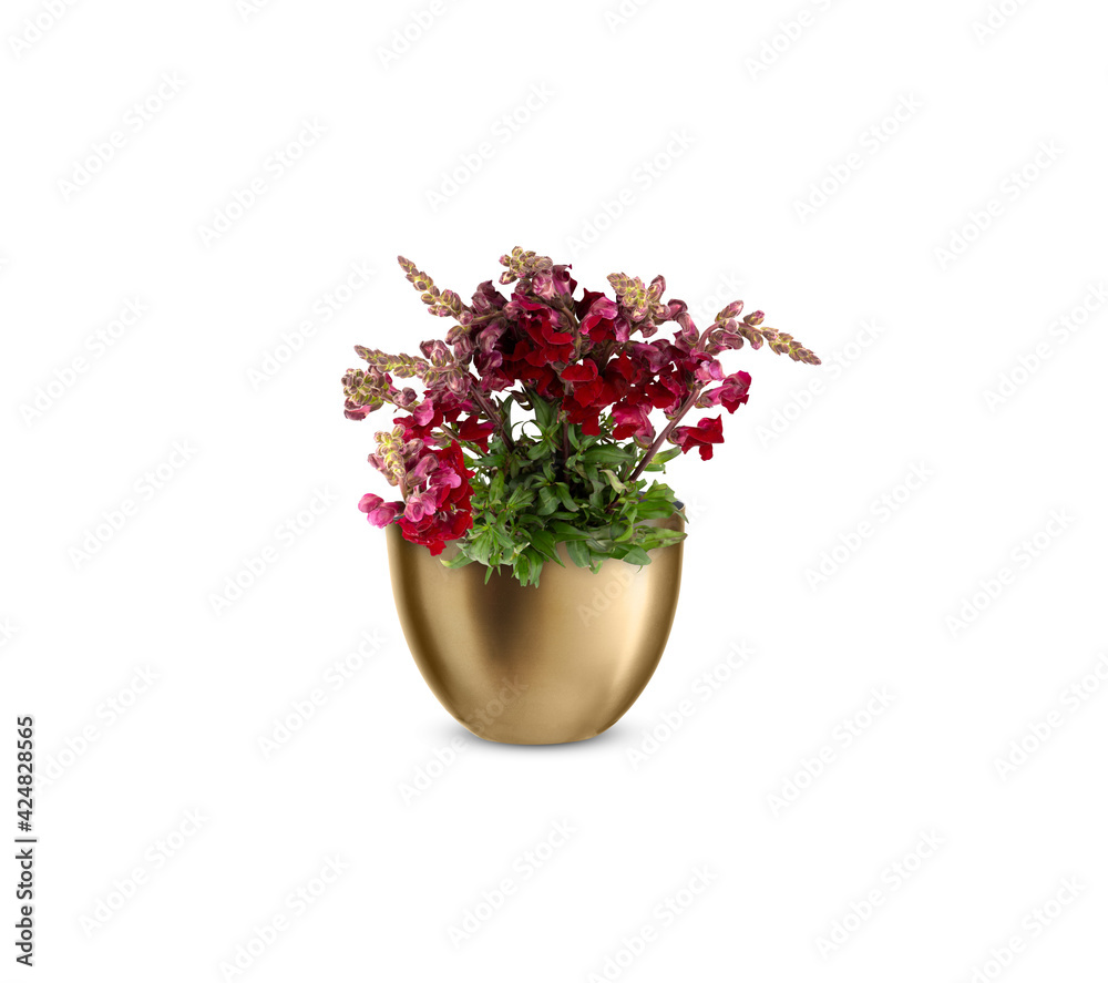 flowers in a vase isolated​ on white​ background​ with​ clipping​ path​